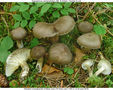 Hygrophorus camarophyllus